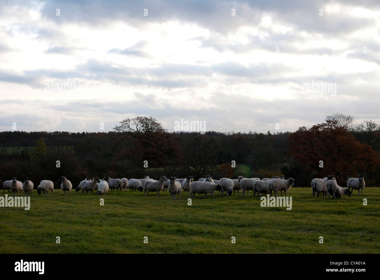 Flock of sheep in a field with trees in the background Stock Photo - Alamy