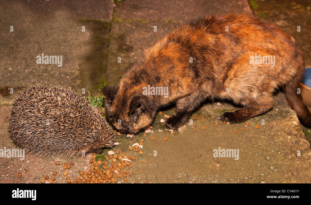 A hedgehog and a cat enjoy dinner together Stock Photo Alamy