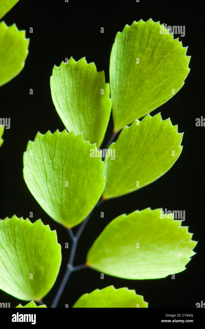 Maidenhair fern leaf. UK. Stock Photo