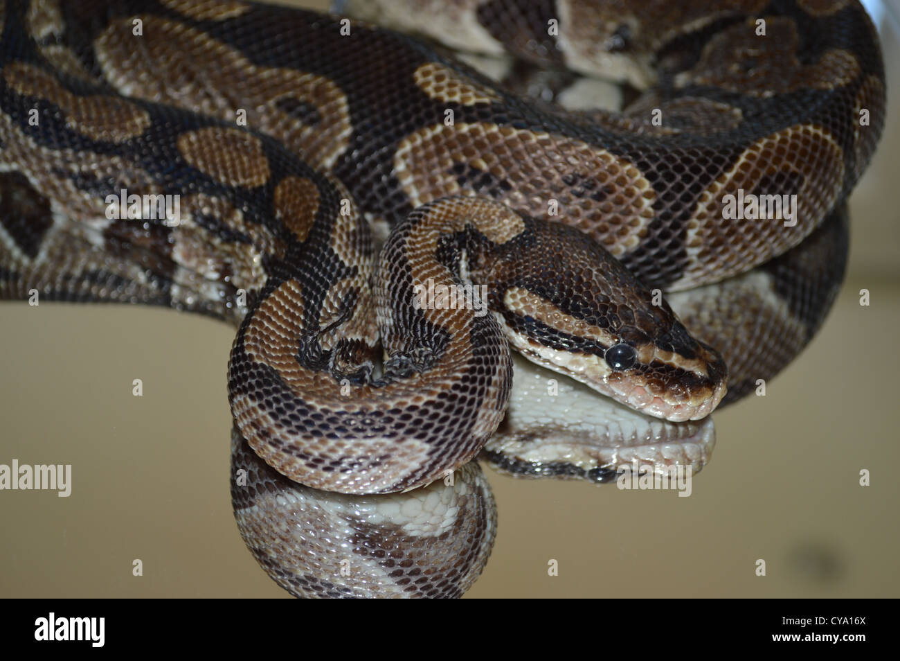 Ball python snake lying on a mirror Stock Photo - Alamy