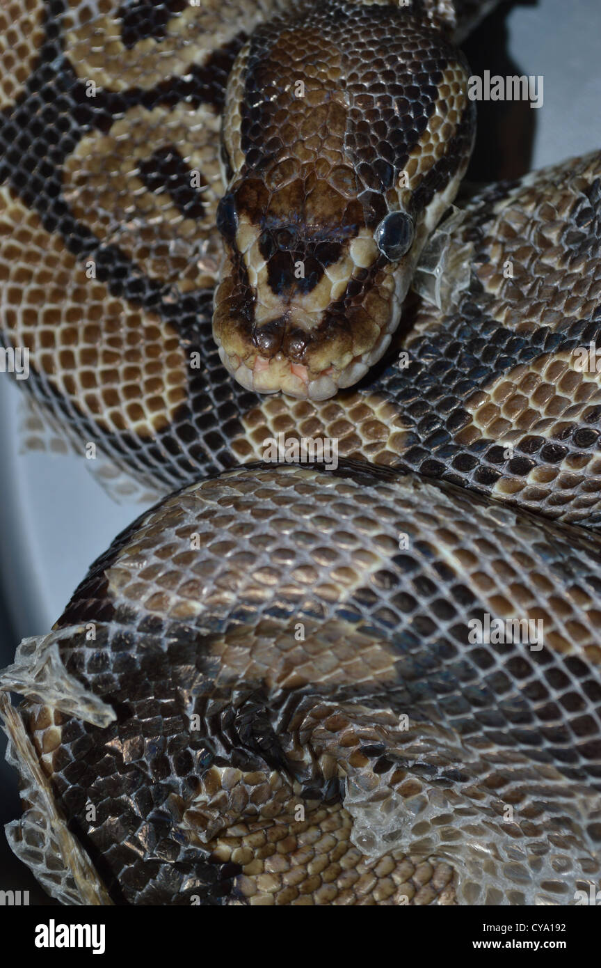 Ball Python snake in the shedding stage, resting and curled up Stock ...