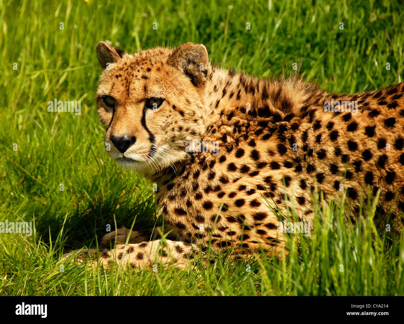 Murphy a Young Cheetah Stock Photo