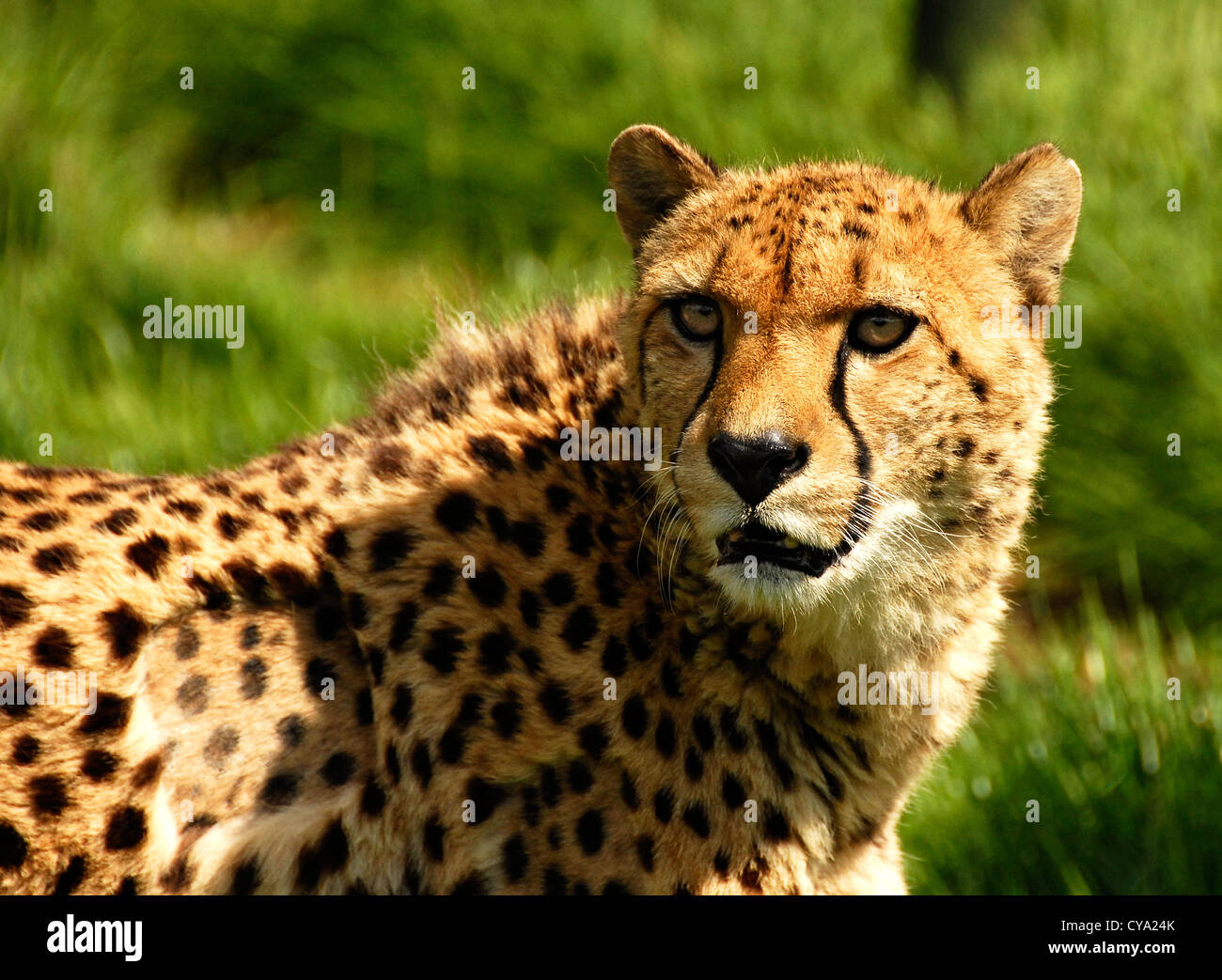 Murphy a Young Cheetah Stock Photo