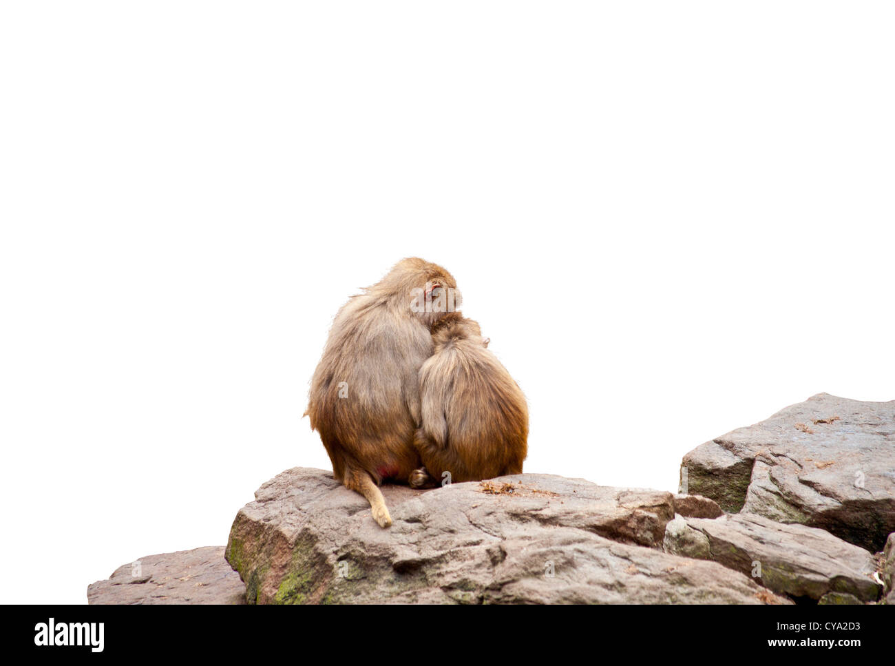 Two monkey's in love at rock isolated on white background Stock Photo