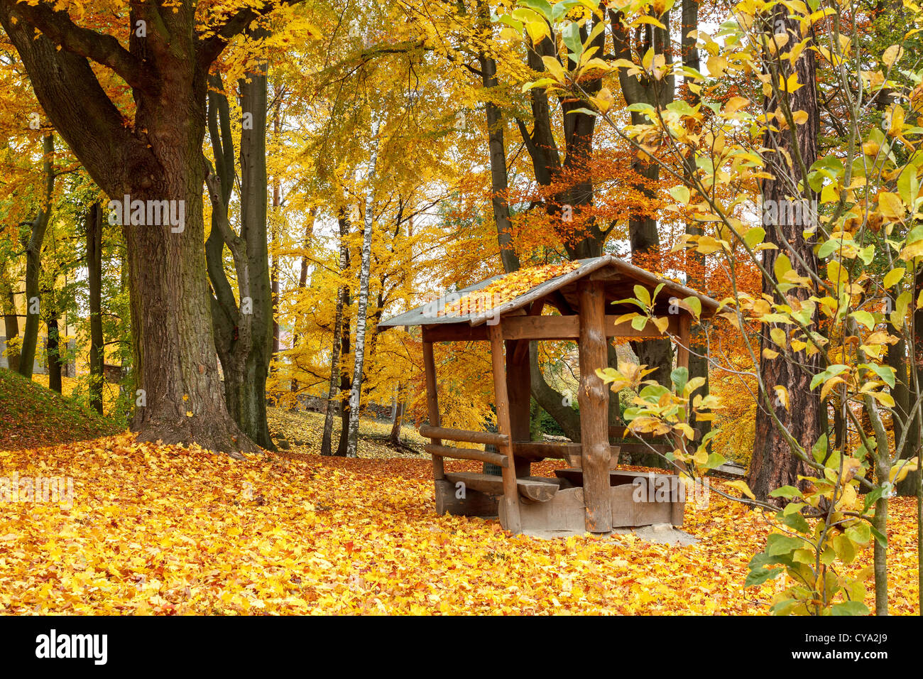 Autumn in park with fallen yellow leaves on ground Stock Photo - Alamy