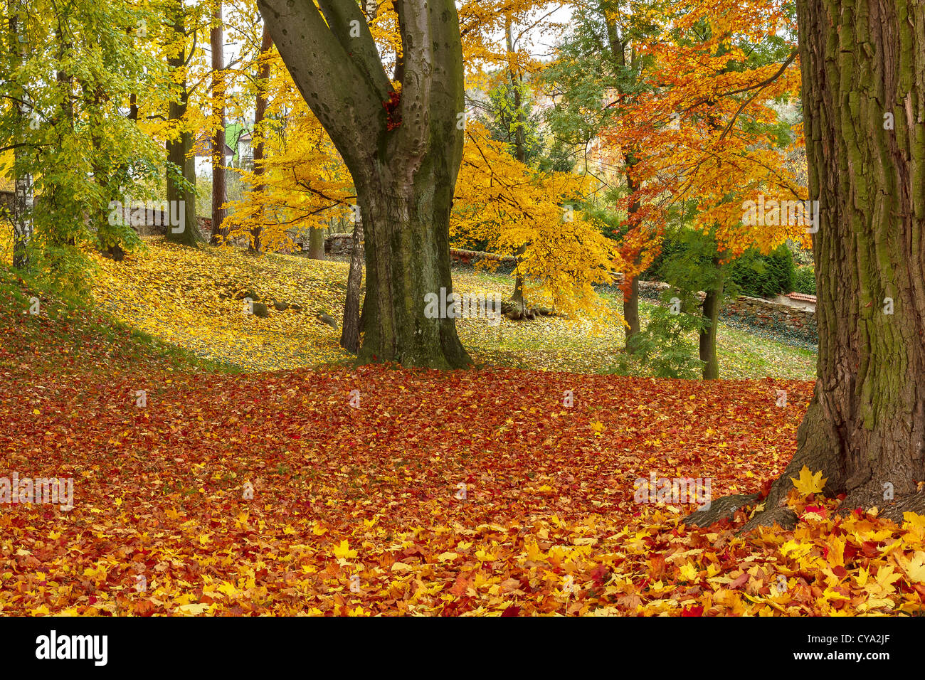 trees in park in autumn with yellow and orange leaves Stock Photo - Alamy