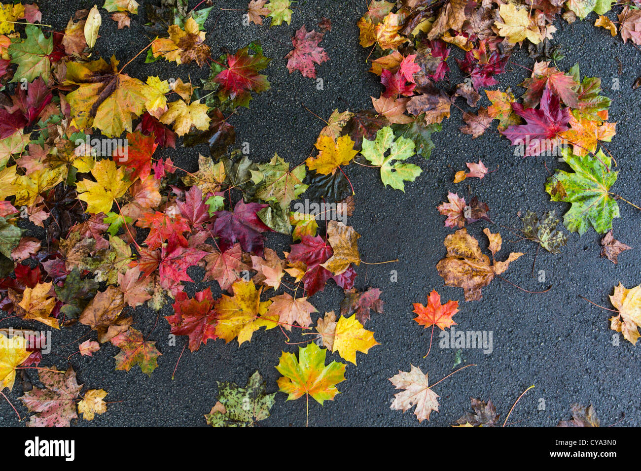 Wet Autumn leaves lying on a tarmac path in Birmingham, UK Stock Photo