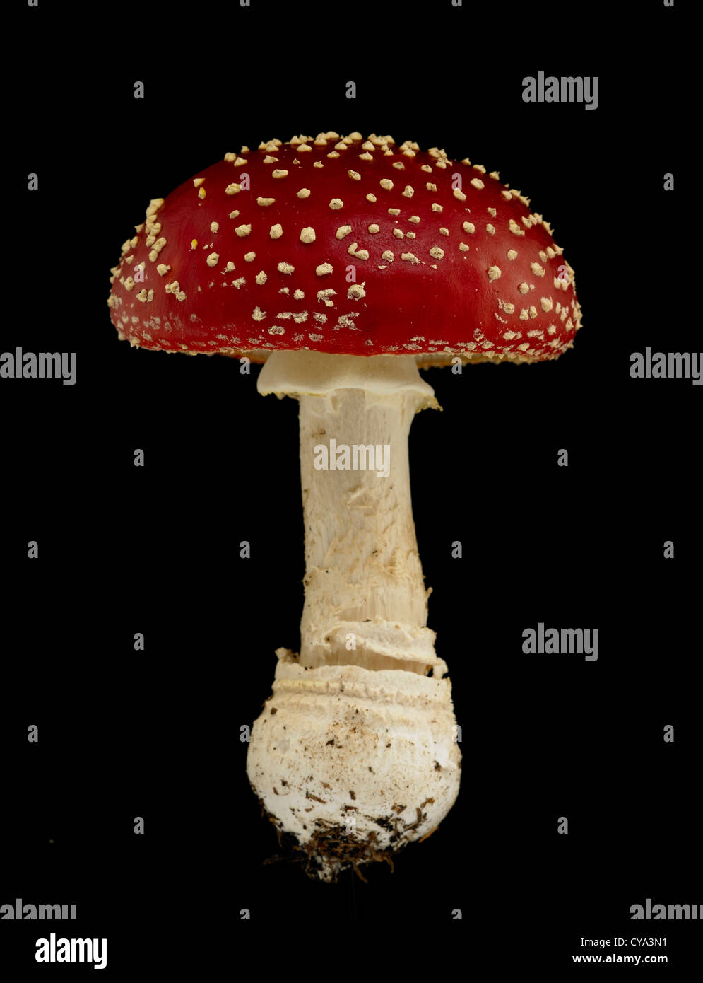 Amanita muscaria, commonly known as the fly agaric or fly amanita. Red and white spotted poisonous fungus Stock Photo