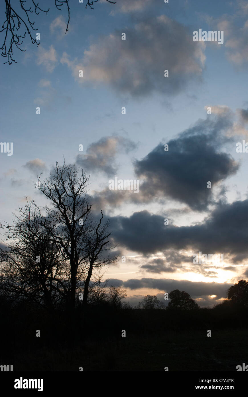 Trees silhouetted against a pale sky at sunset with dark clouds Stock ...