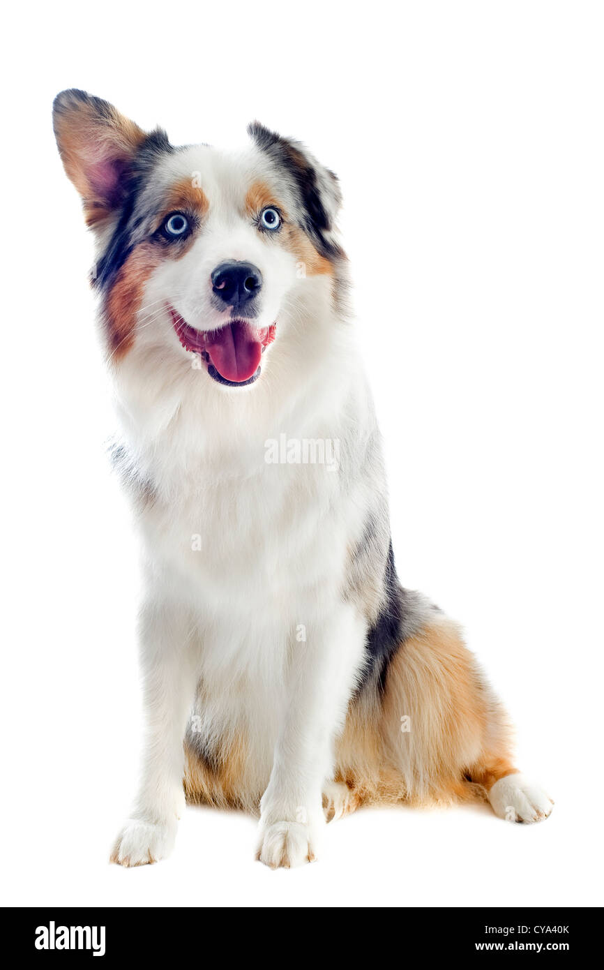 purebred australian blue merle in front of white Stock Photo - Alamy