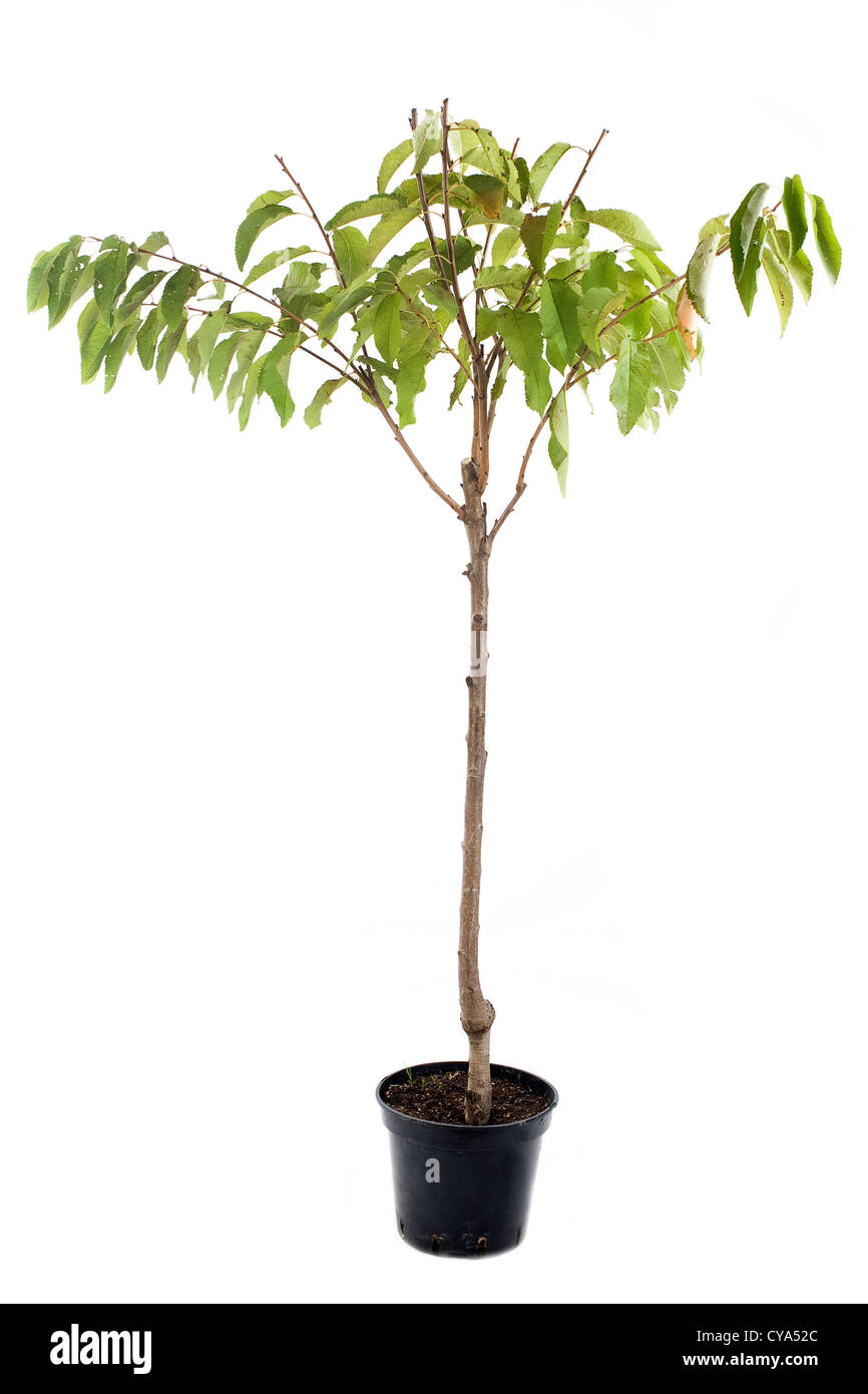 young cherry tree in pot in front of white background Stock Photo Alamy