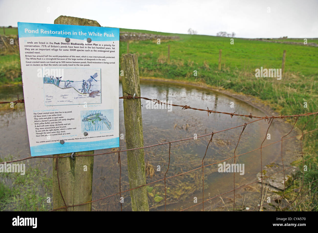 A dew pond restoration scheme in the White Peak area of the Peak District National Park near Monsal Dale Derbyshire England UK Stock Photo