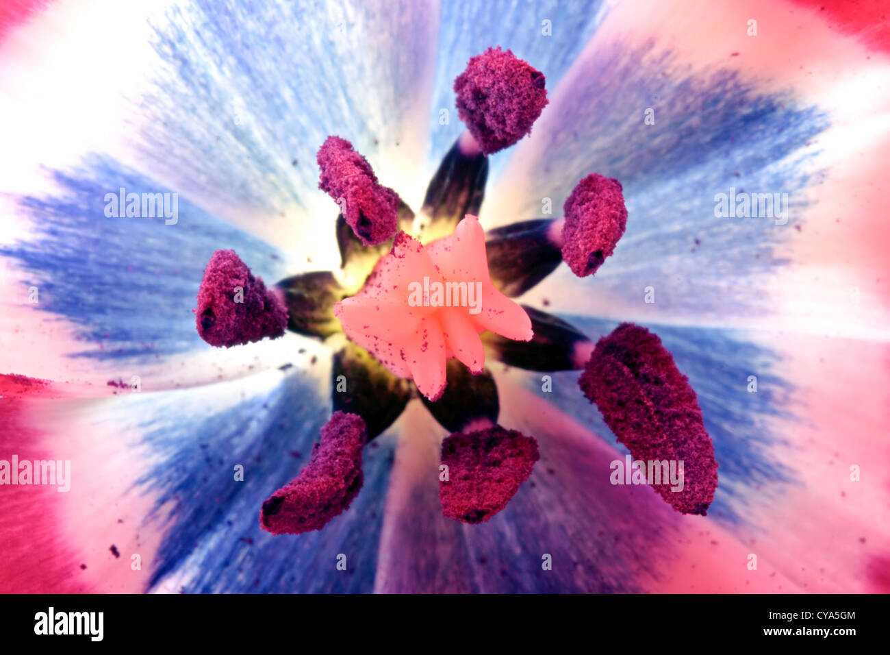 Inside a red tulip flower close up Stock Photo - Alamy