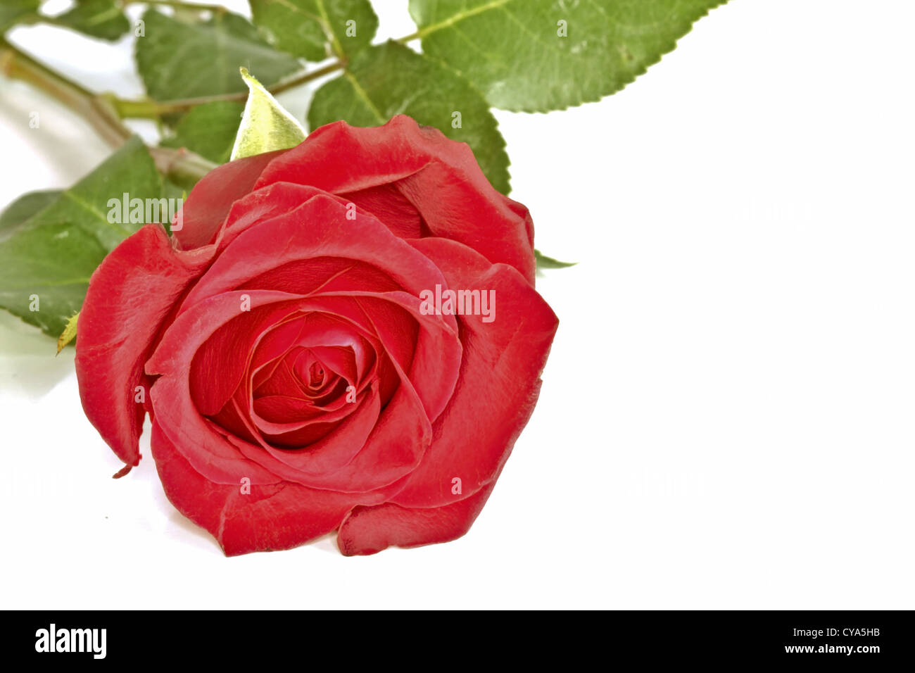 Close up from a red rose Stock Photo - Alamy