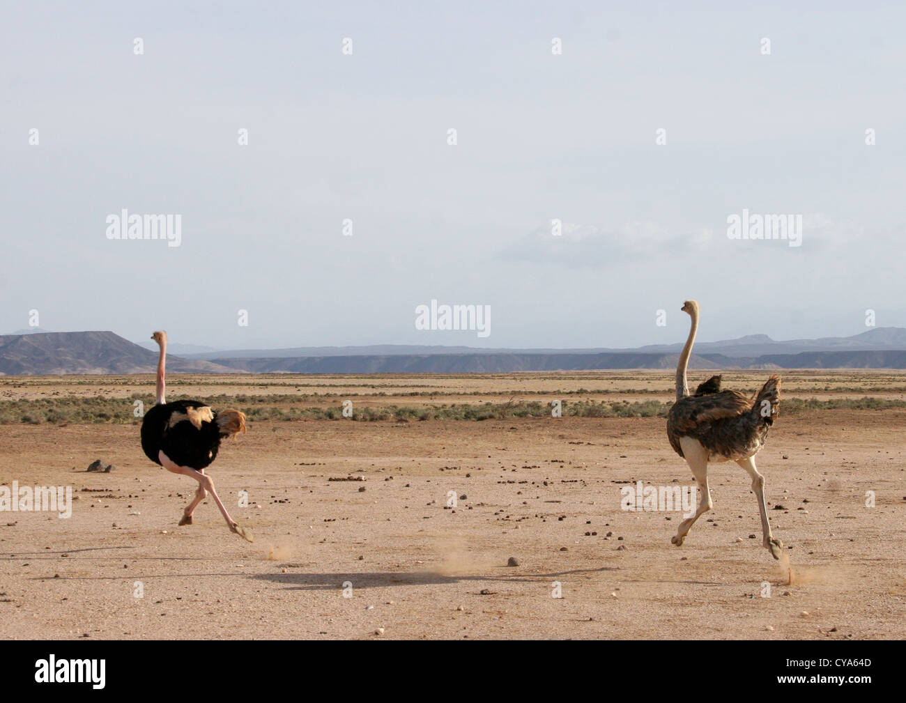 Ostriches In Danakil Desert, Eritrea Stock Photo - Alamy, image size:1300x1009