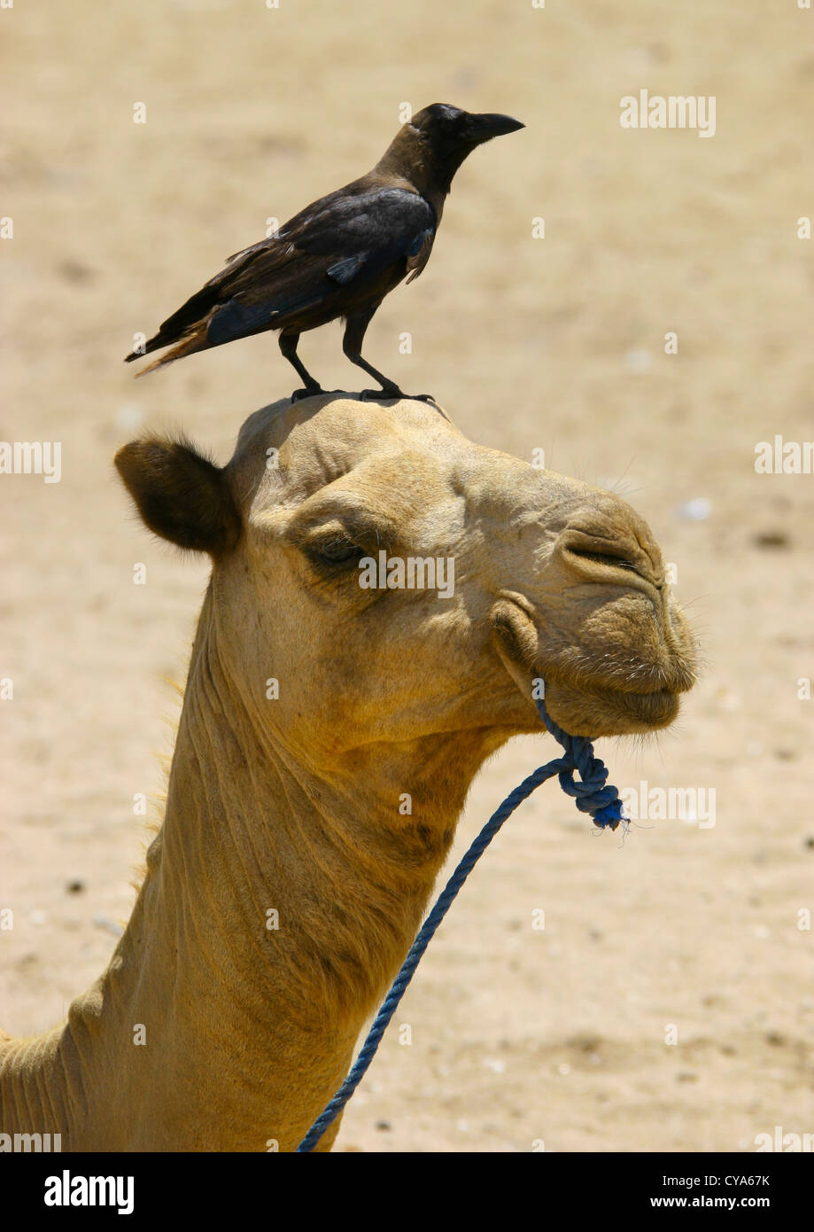 Camel With Crow On The Head, Keren, Eritrea Stock Photo