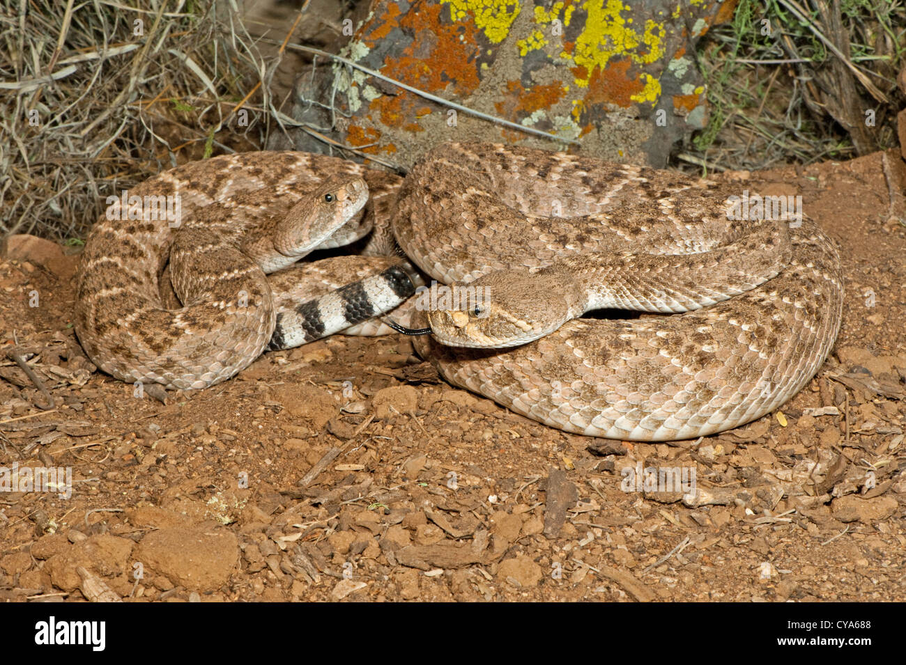 Western Diamondback Rattlesnake Crotalus atrox Tucson, Pima County ...