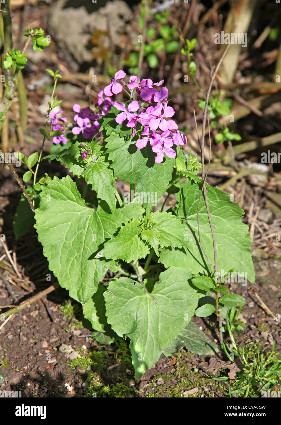 The purple pink flowers of an annual Honesty flower (Lunaria annua) Stock Photo