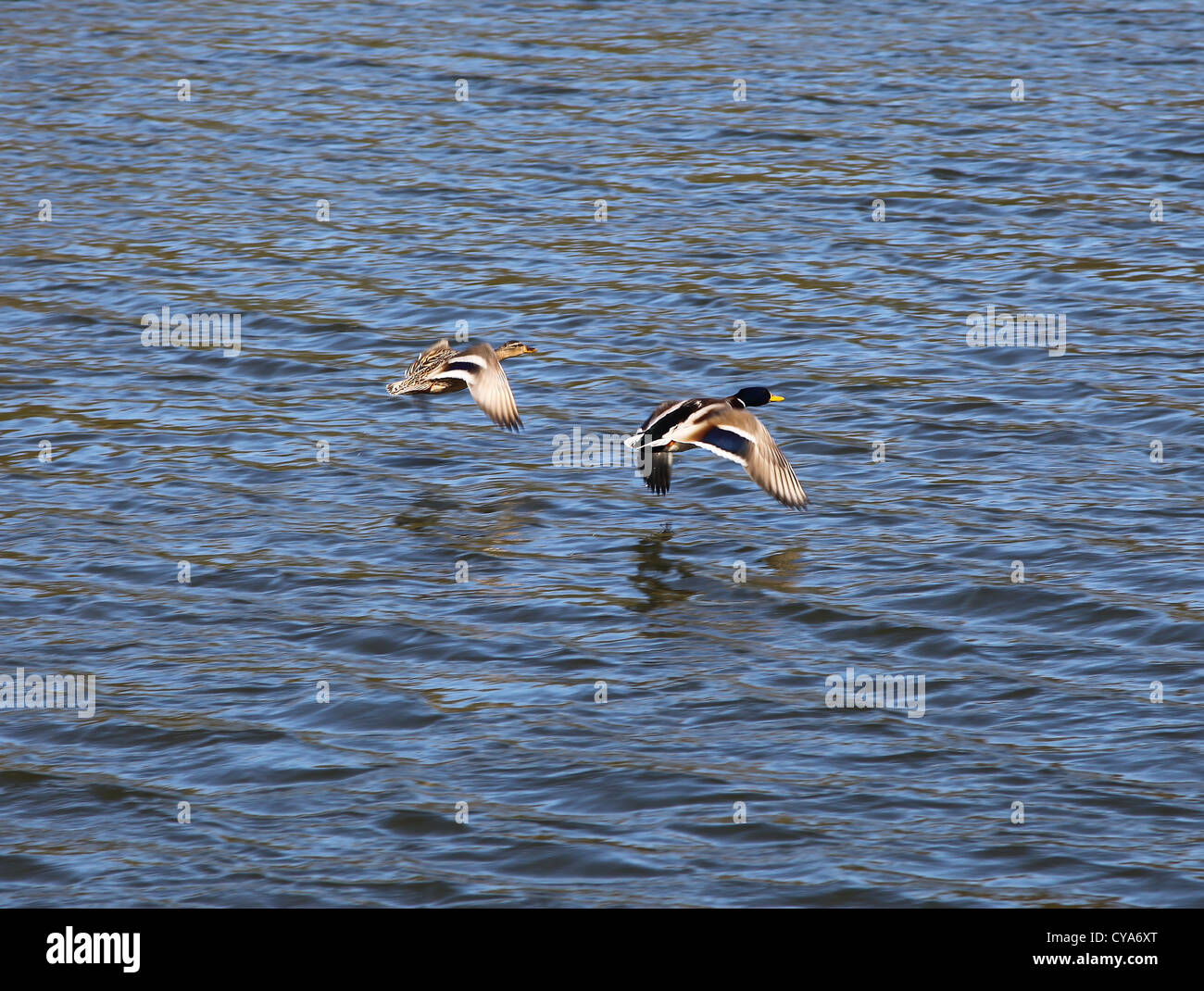 A pair of Mallards or Wild Ducks (Anas platyrhynchos) coming in to land on water Stock Photo