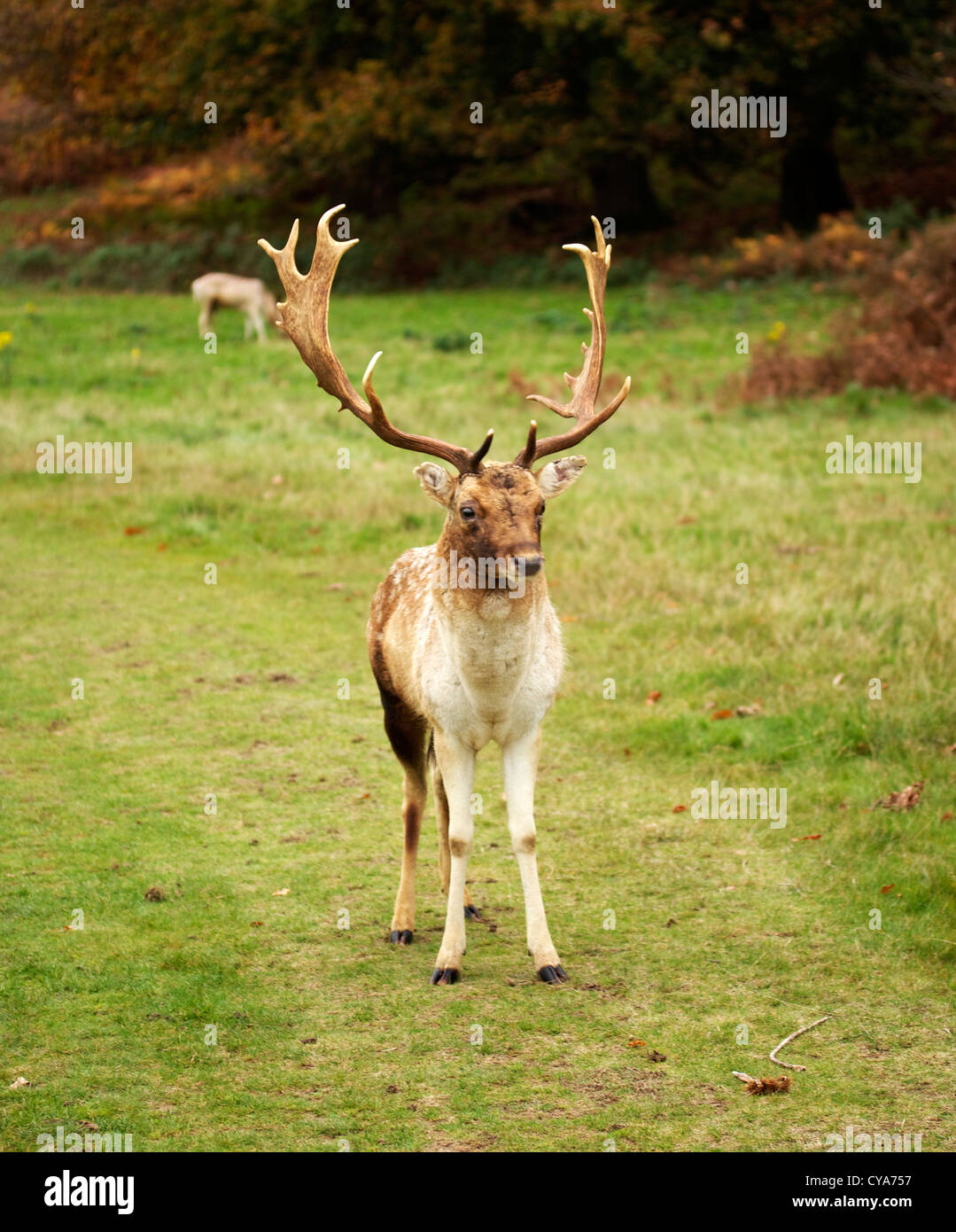 A male deer poses for a photograph in Knole Park, Sevenoaks, Kent Stock ...