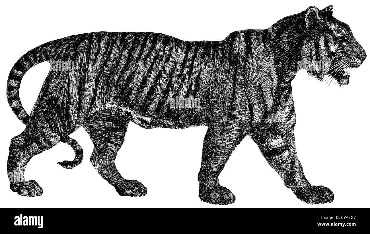 Bengal tiger Stock Photo - Alamy