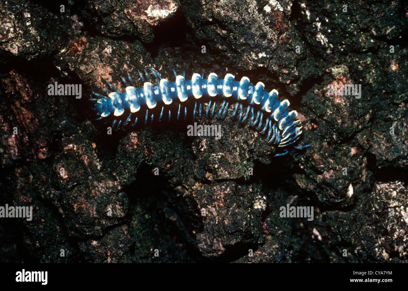 Millipede (Myremecodesmus / Pararhachistes potosinus: Polydesmidae) on a pine trunk Mexico Stock Photo