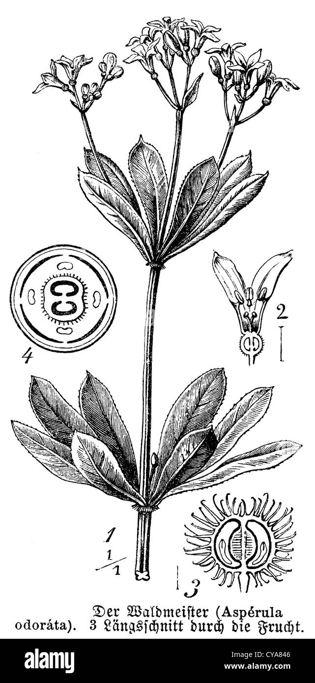 Woodruff with fruit Stock Photo Alamy