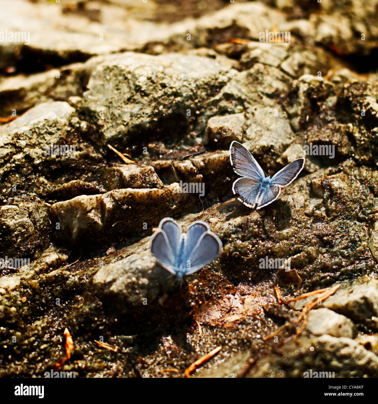 two beautiful butterflies Stock Photo - Alamy