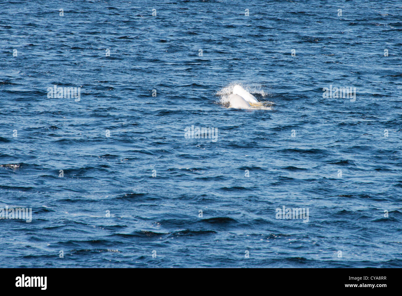 Canada, Quebec, Saguenay River. Whale watching, Beluga whales (WILD: Delphinapterus leucas). Saguenay–St. Lawrence Marine Park. Stock Photo