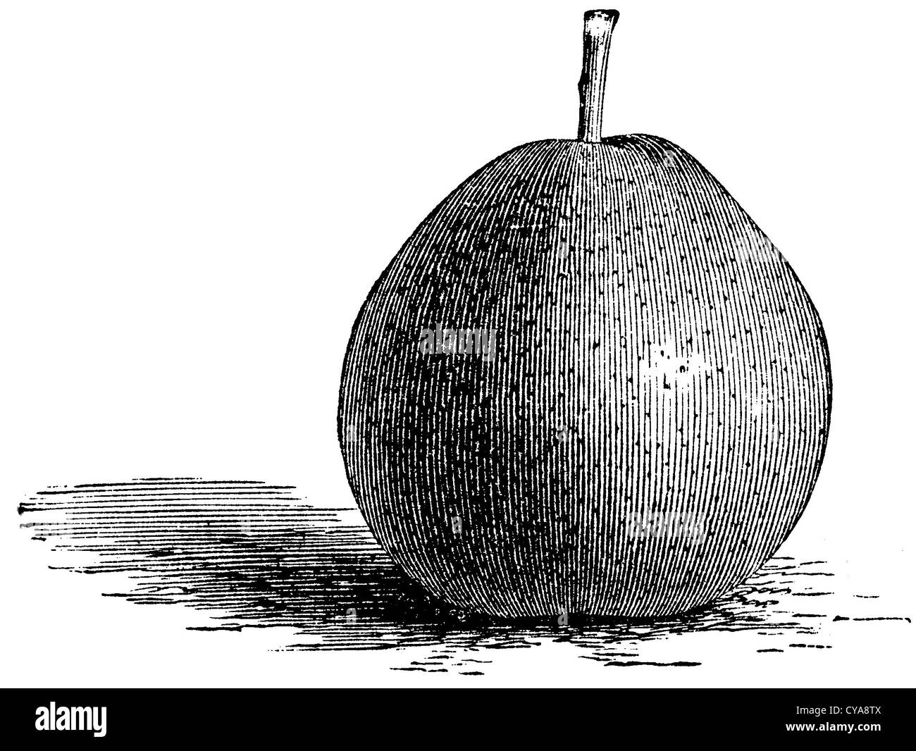 pear-varieties-black-and-white-stock-photos-images-alamy