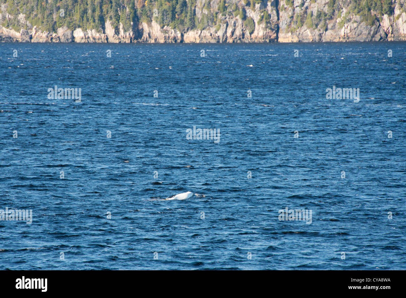 Canada, Quebec, Saguenay River. Whale watching, Beluga whales (WILD: Delphinapterus leucas). Saguenay–St. Lawrence Marine Park. Stock Photo