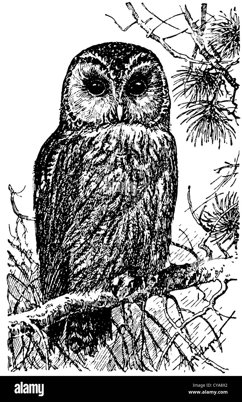 Brown owl Stock Photo