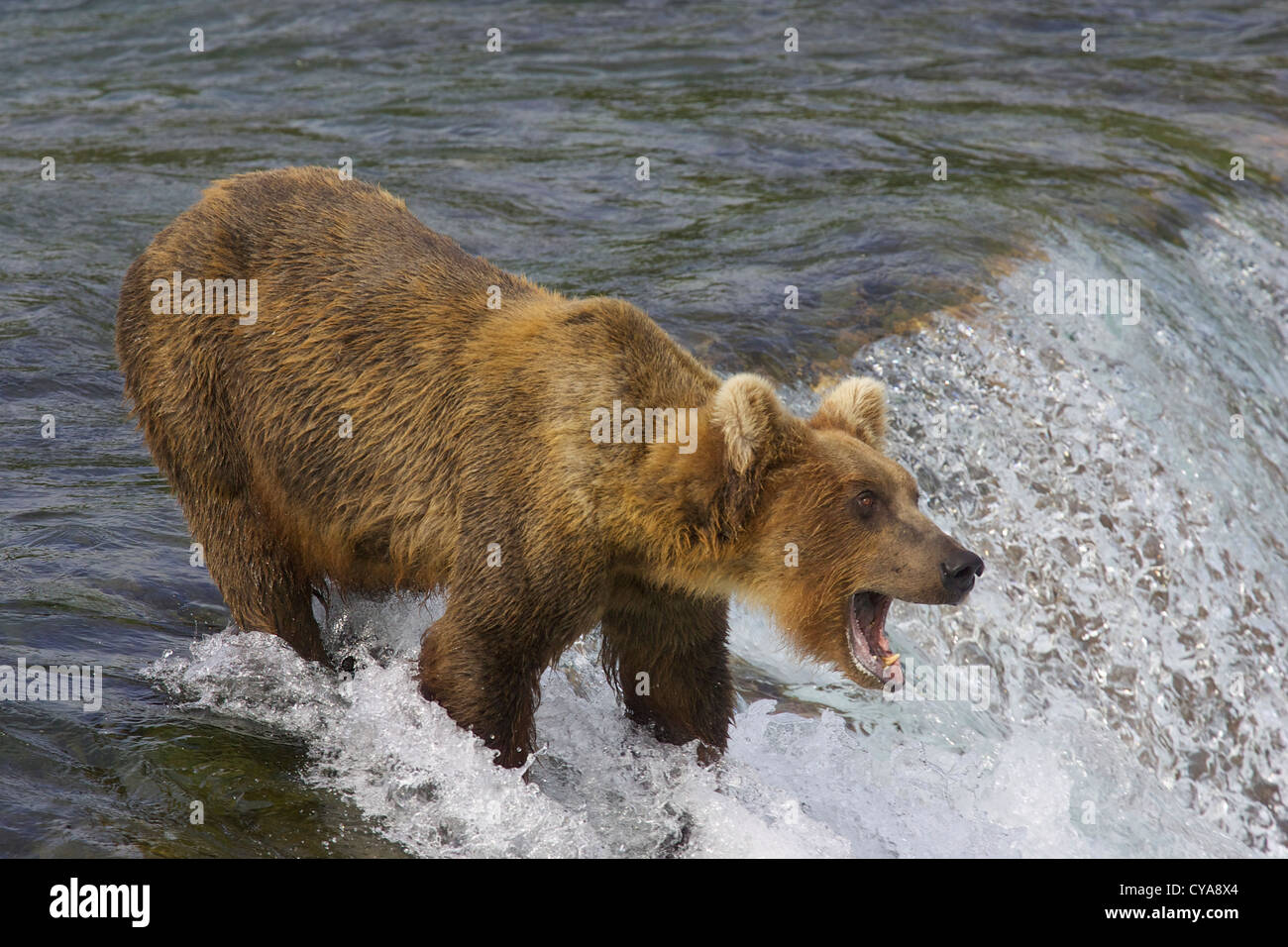 Brown bears of Katmai National Park in Alaska Stock Photo