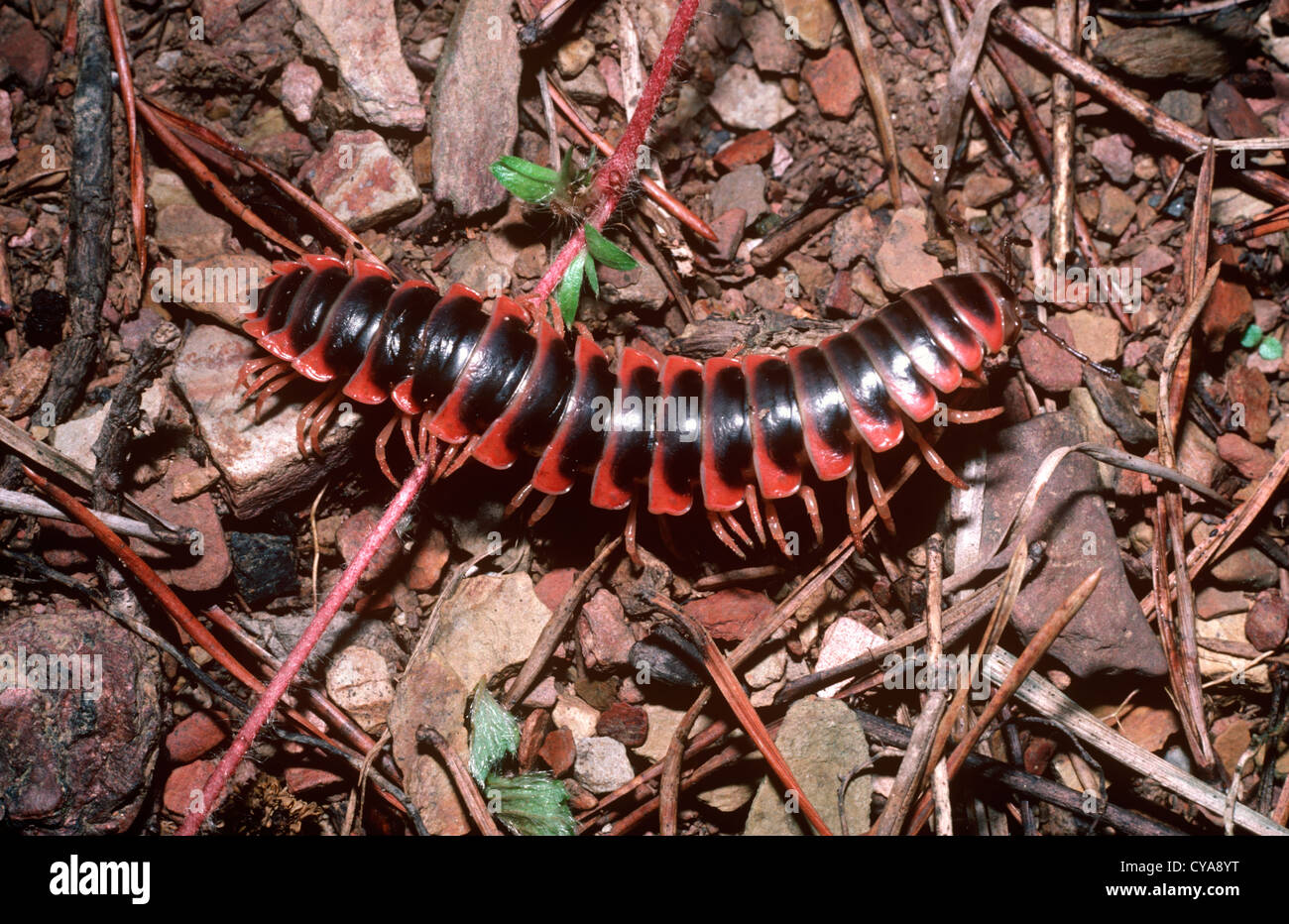 Warningly coloured flat-backed millipede (Cherokia georgiana: Xystodesmidae) in deciduous forest, Tennessee USA Stock Photo