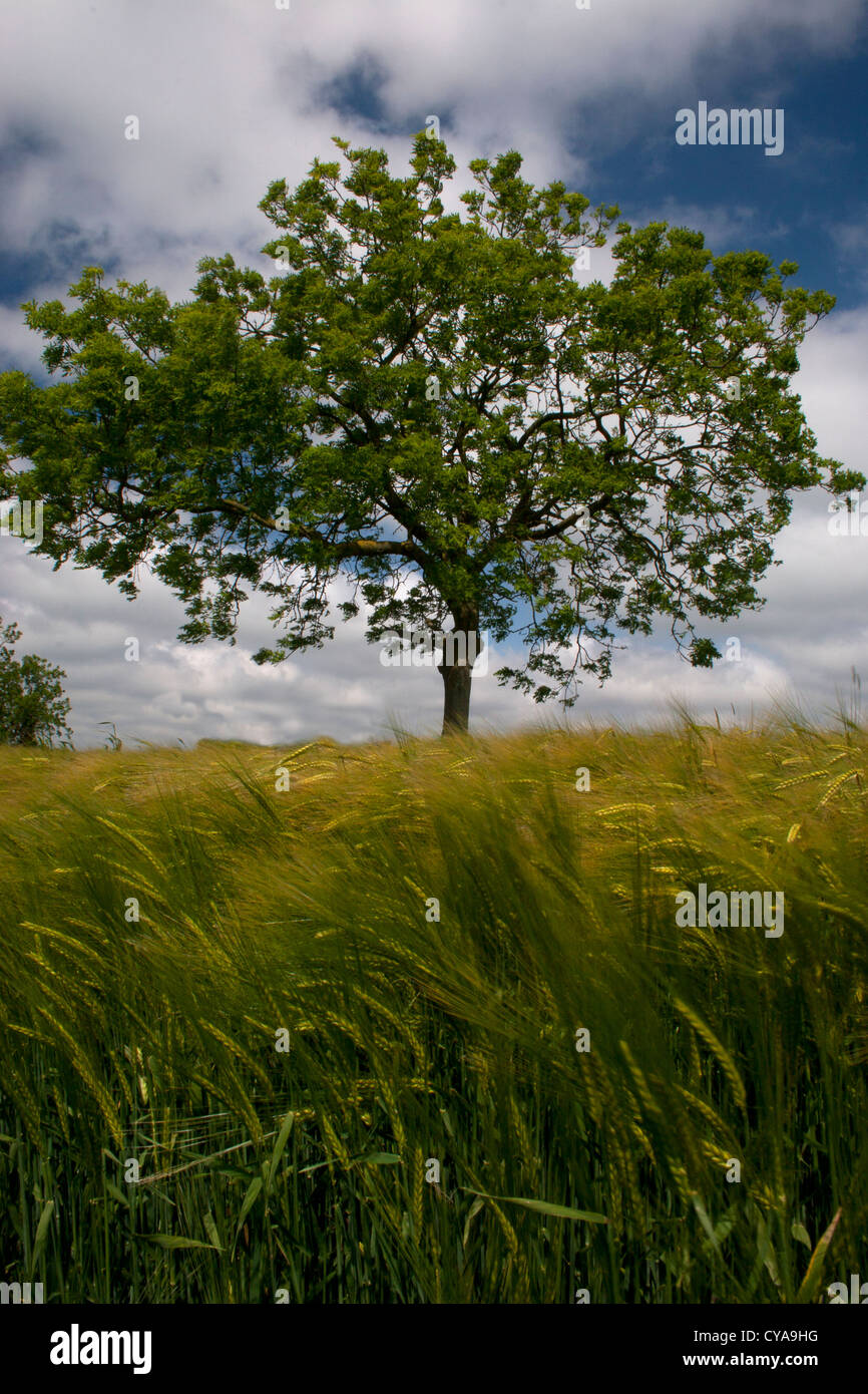 barley fields & ash tree on Lincolnshire farm, England Stock Photo