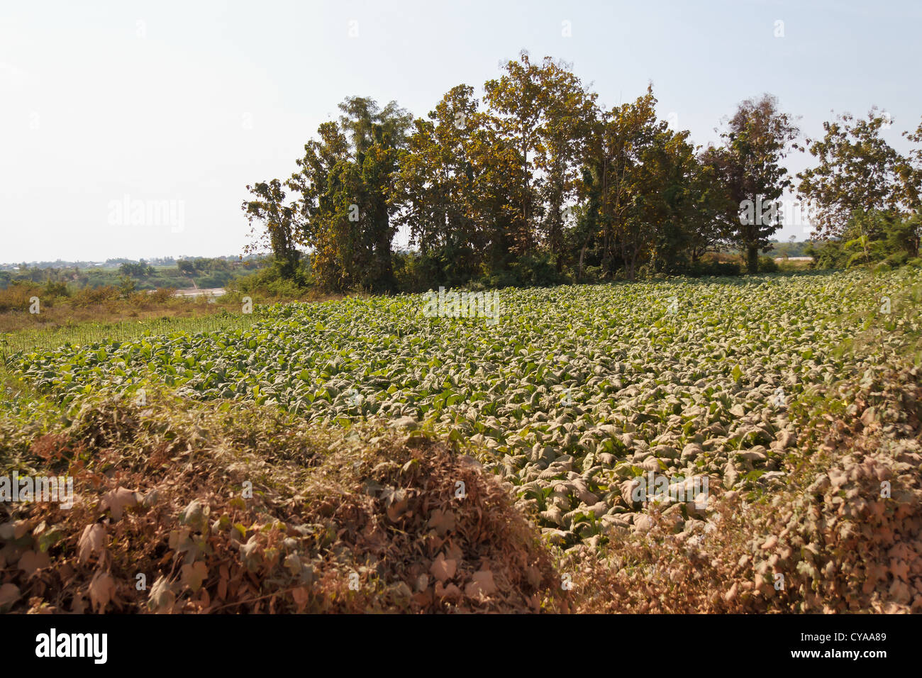 Growing Tobacco in rural Laos Stock Photo