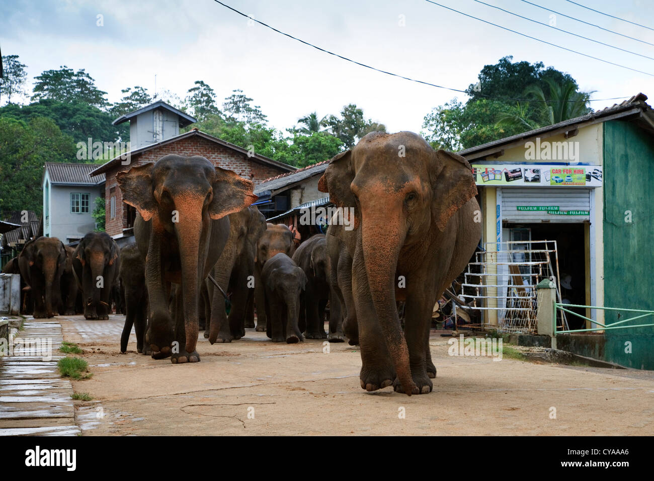 Sri Lankan elephants walking through the streets of Kegella to the river for washing in Pinawalla Stock Photo