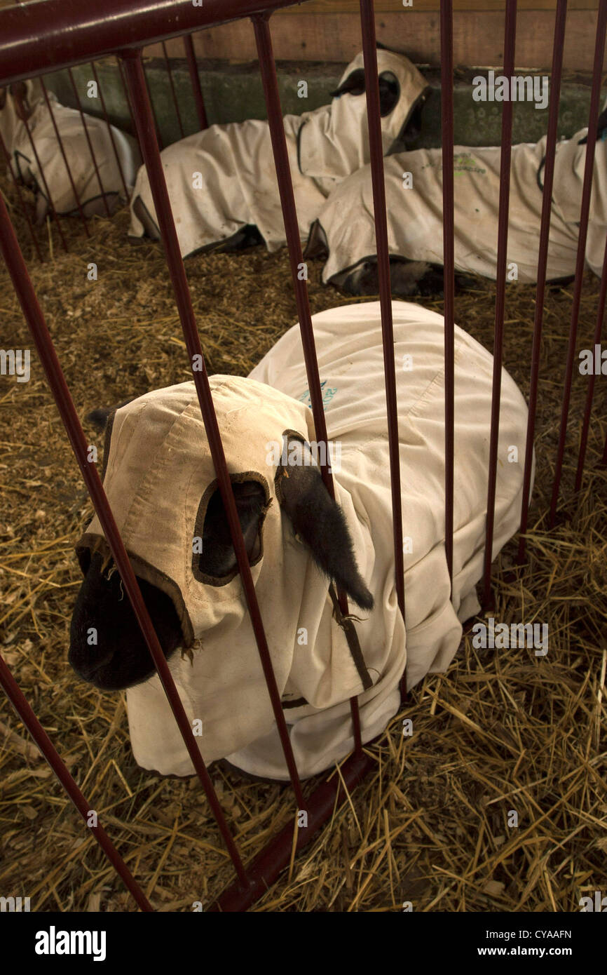 Sheep rest in their protective jackets while they wait to be shown at a small country fair in Cummington, Massachusetts. Stock Photo
