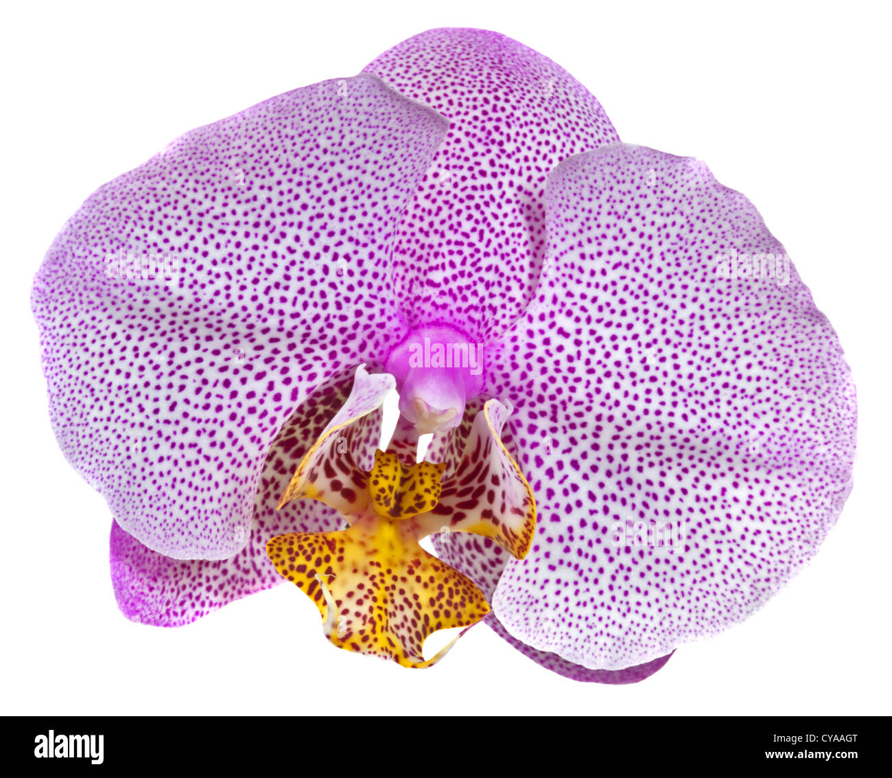 Pink Spotted Phalaenopsis Orchid (Moth Orchid) Stock Photo