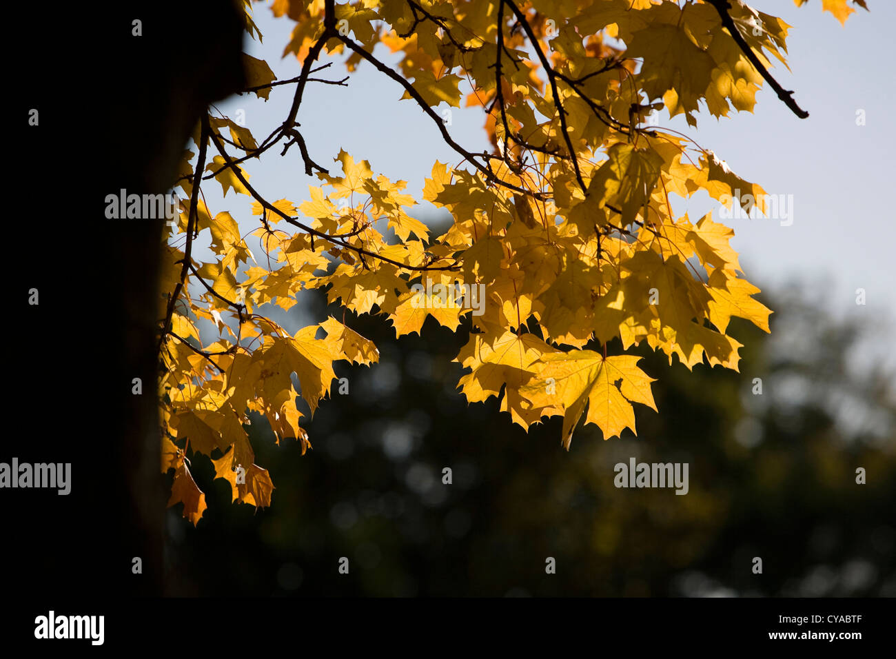 Golden autumn leaves Stock Photo - Alamy