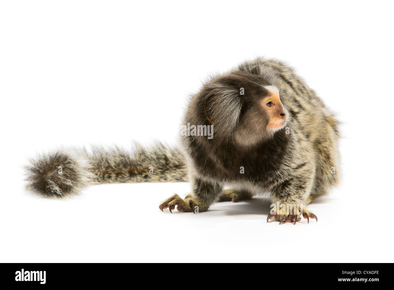 Marmoset monkey on white background Stock Photo