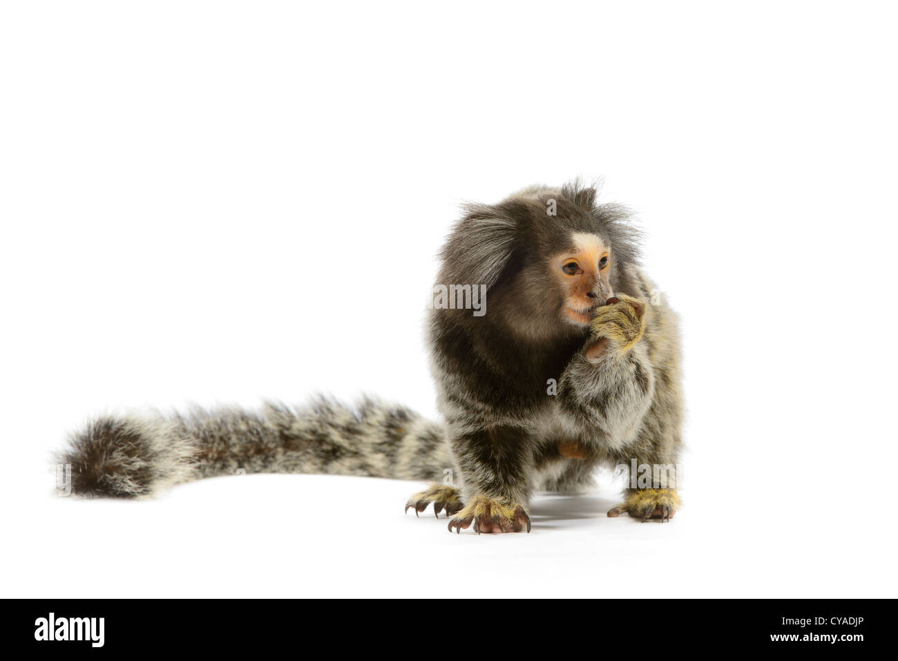 Marmoset monkey on white background Stock Photo