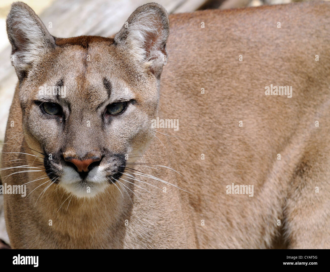 Mountain Lion (Puma concolor), also known as the cougar, puma, mountain lion, panther, catamount.  Captive animal. Stock Photo