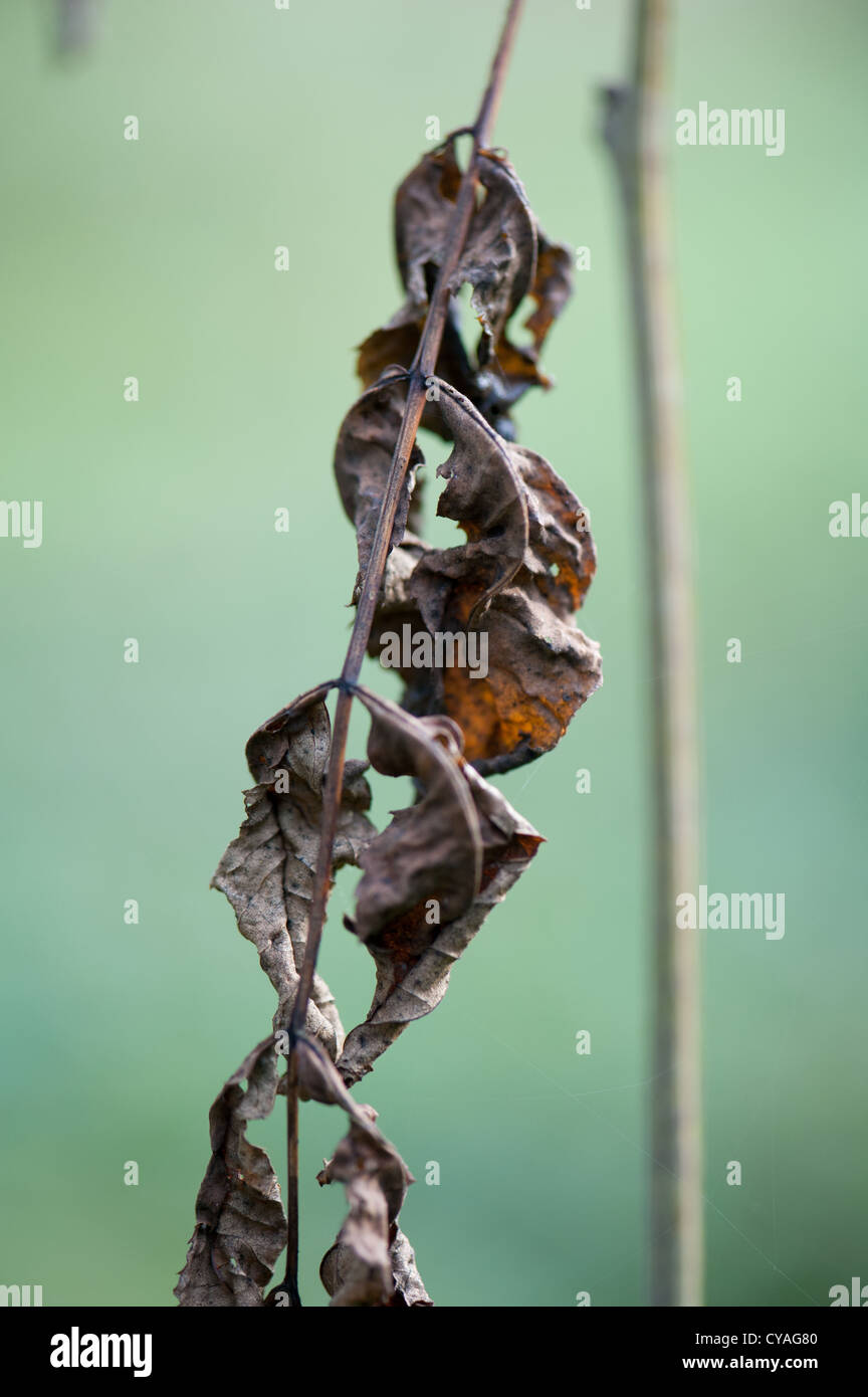 Symptoms of ash dieback on young ash coppice in Wayland Wood, Norfolk Stock Photo