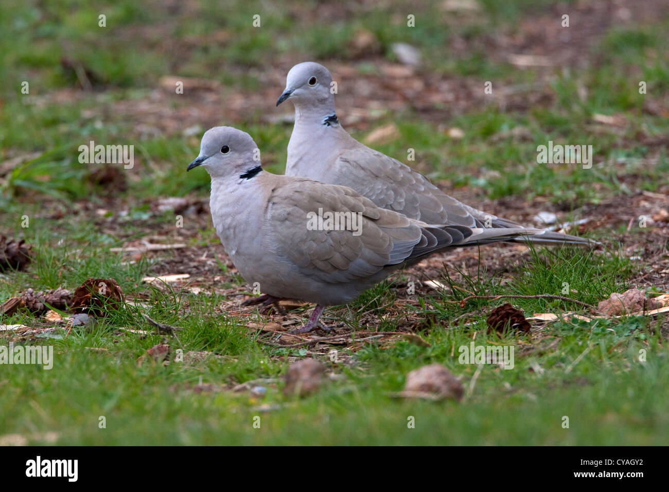 Two Eurasian Collared Doves (Streptopelia decaocto) feeding on the
