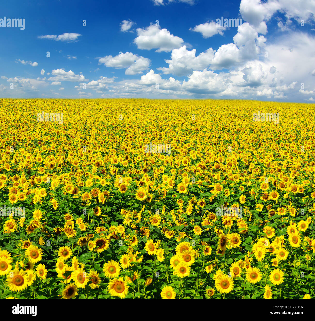 sunflower field over cloudy blue sky Stock Photo - Alamy