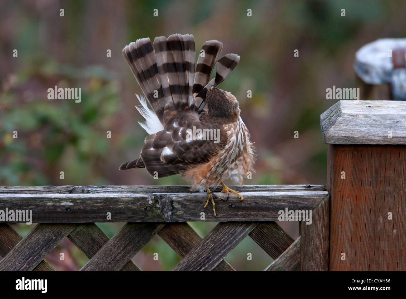 Immature sharp shinned hawk hi-res stock photography and images - Alamy