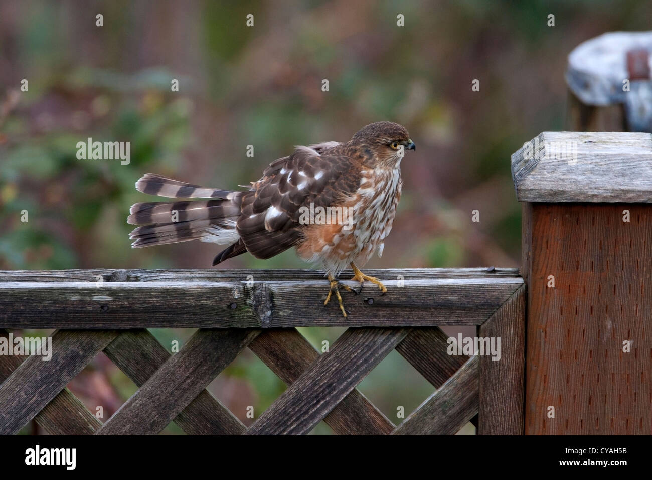 Sharp-shinned Hawk (Accipiter striatus) immature preening on fence in