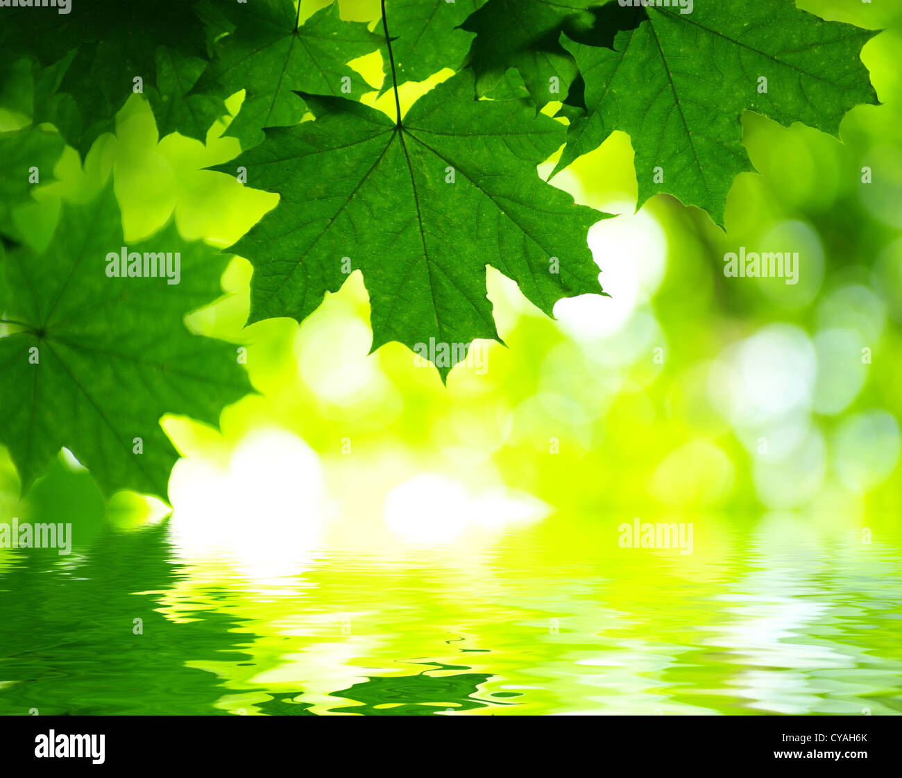 Water on the leaves hi-res stock photography and images - Alamy