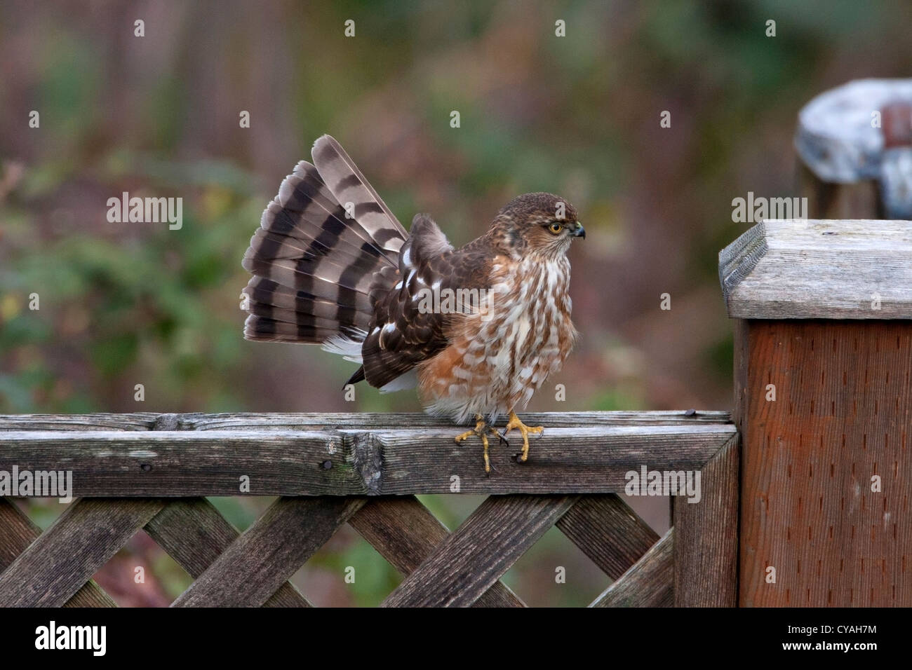 Immature sharp shinned hawk hi-res stock photography and images - Alamy